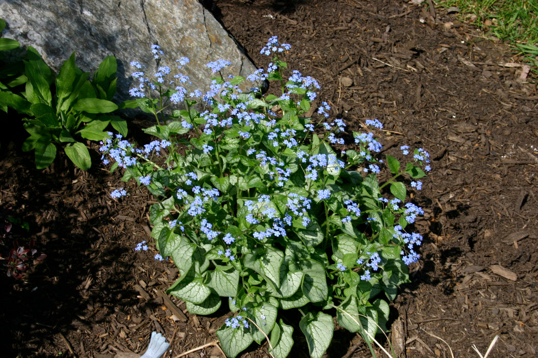 Brunnera, Jack Frost