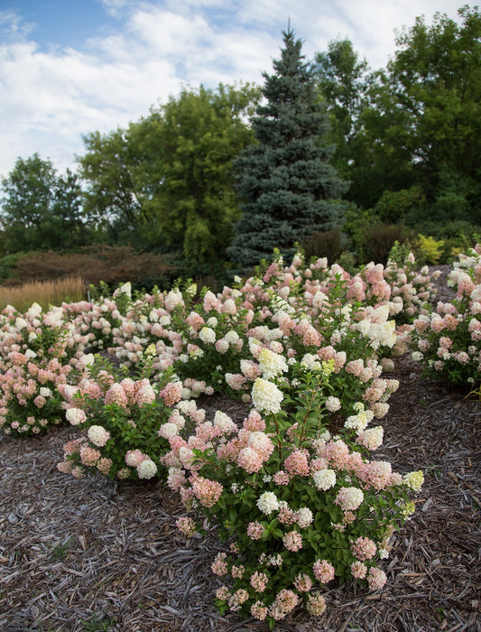 Hydrangea, Strawberry Sundae