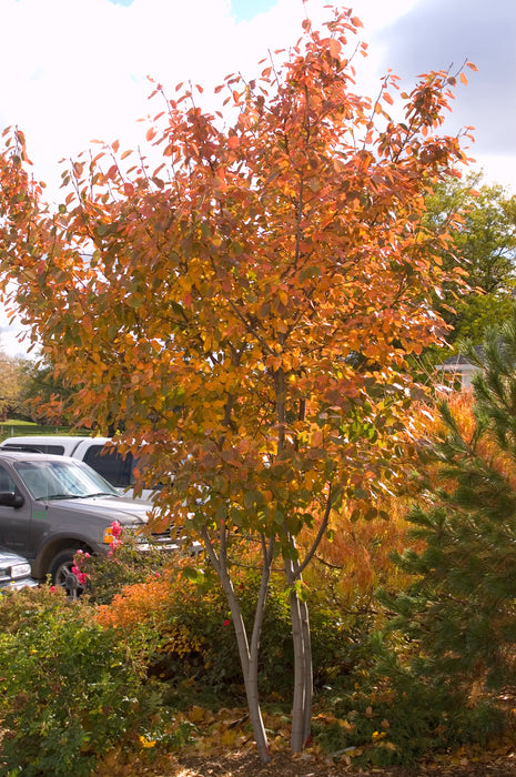 Serviceberry, Autumn Brilliance