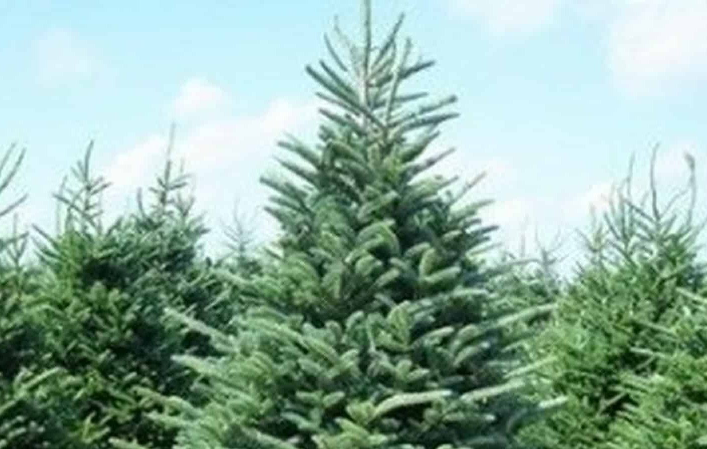 Fraser Fir Christmas trees