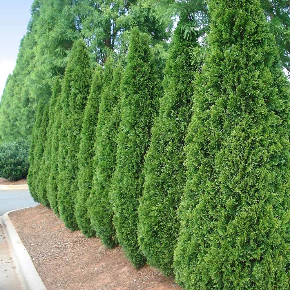 Evergreens