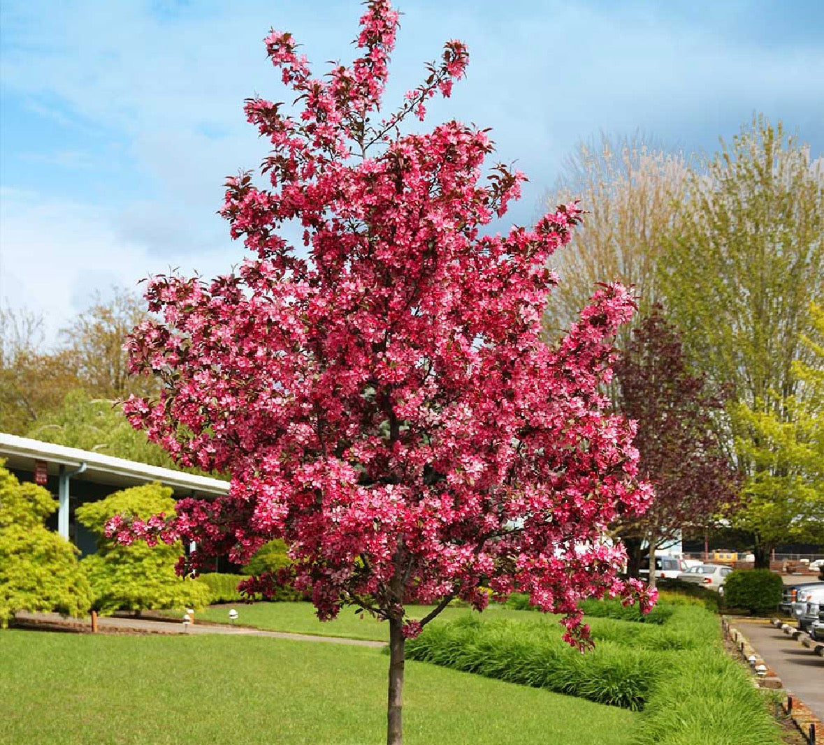 Ornamental Trees