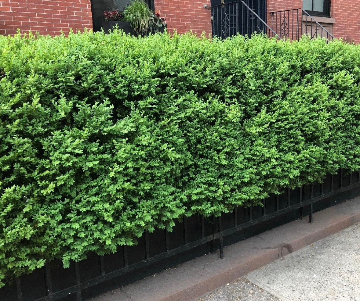 Shade Shrubs