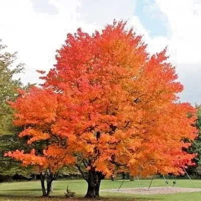 Shade Trees