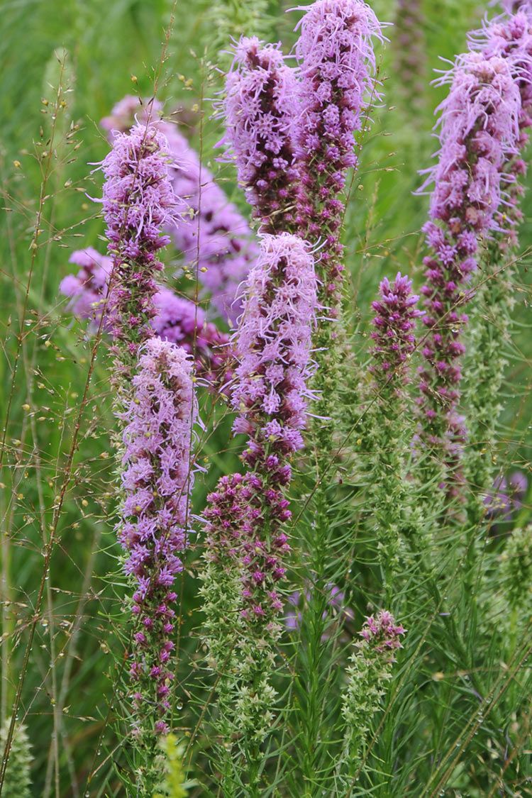 Native Sc Perennials Native Perennials — Schmalz Custom Landscaping & Garden Center