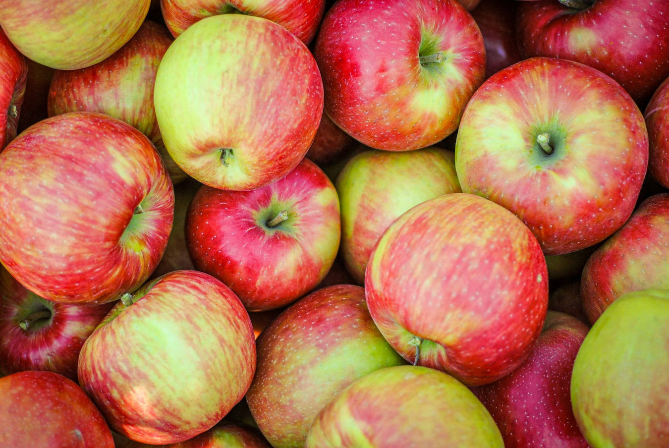 Fruit Trees