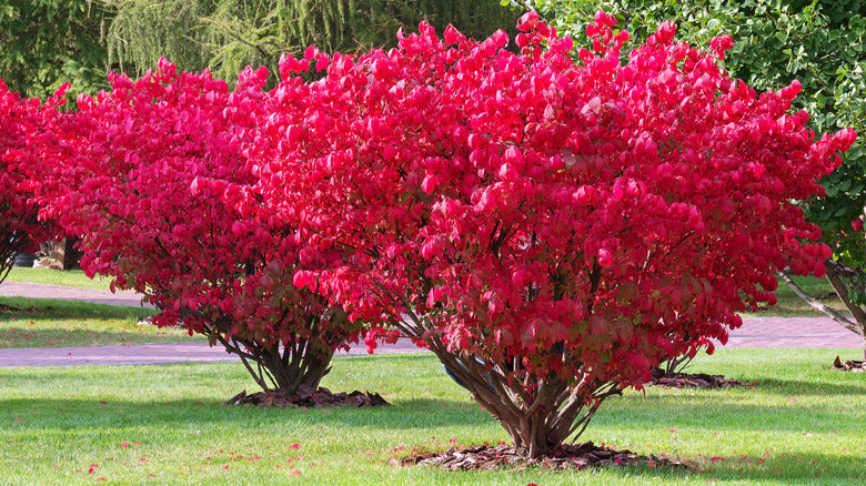 Sun Shrubs