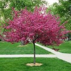 Crabapple-Royal Raindrop - G7