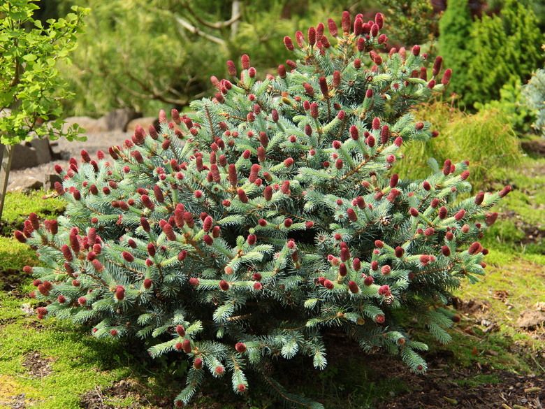 Ruby Teardrops Spruce G3