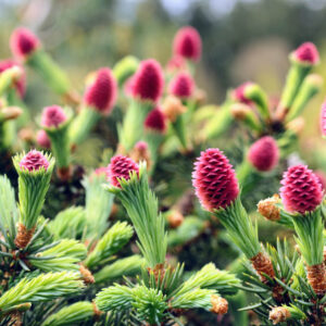 Ruby Teardrops Spruce G3
