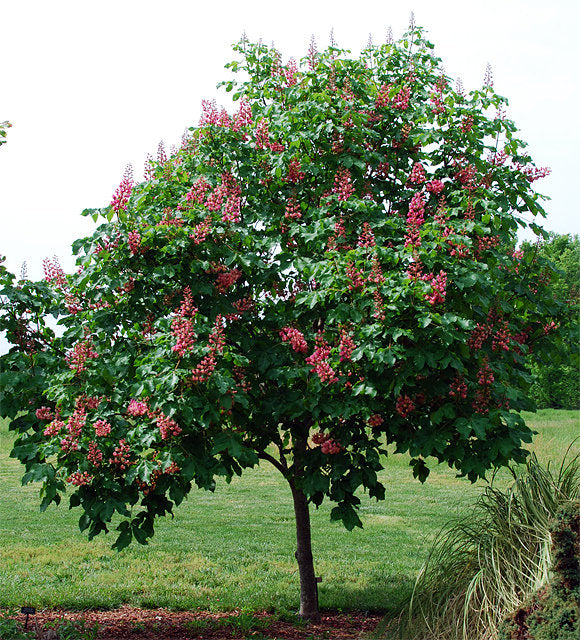 Fort McNair Buckeye G7