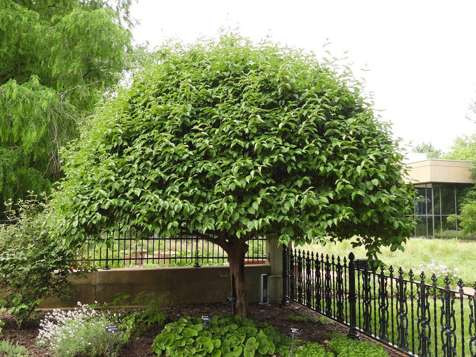 Dogwood-Tree Cornus Mas - G7