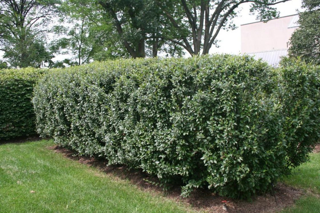 Hedge Cotoneaster 3 Gallon