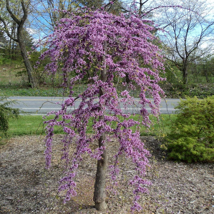 Redbud-Heartbreak - G7