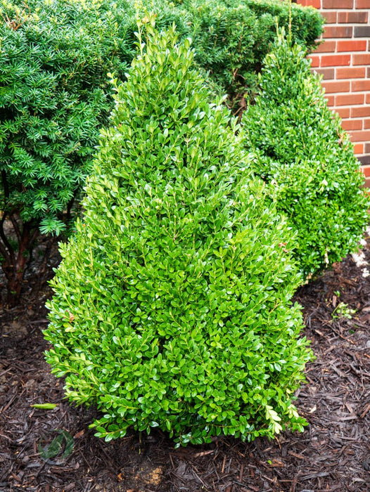 Green Mountain Boxwood 2 Gallon