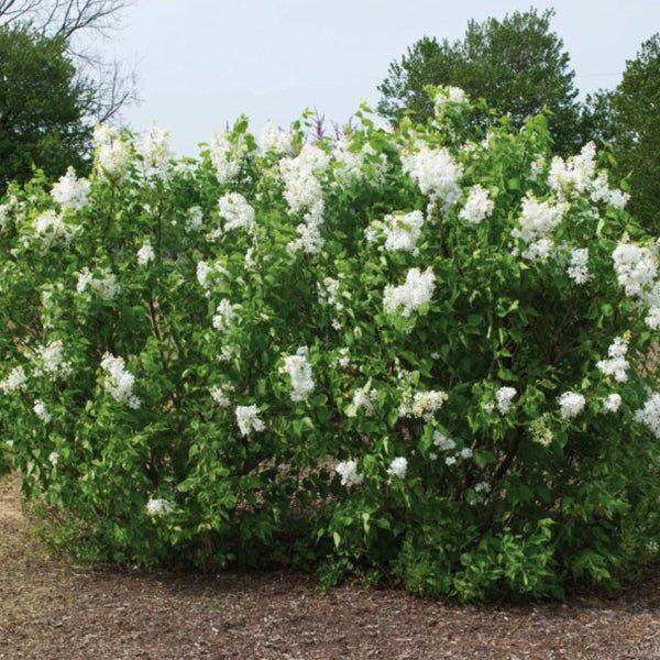 Lilac-New Age White - G3