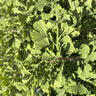 Ginkgo-Clica - 30" Std.