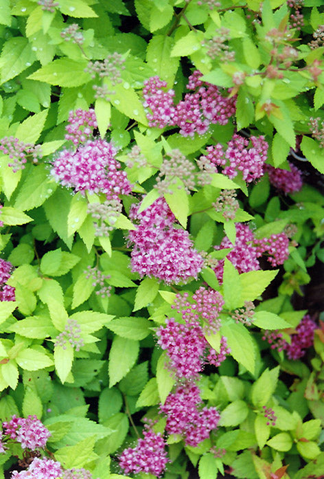 Spirea-Dakota Gold Charm - G3