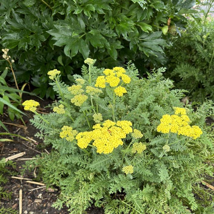 Achillea-Firefly Sunshine - G1