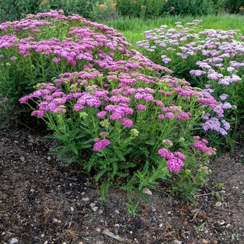 Achillea-Firefly Fuchsia - G1