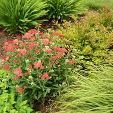 Achillea-Firefly Red Pop - G1