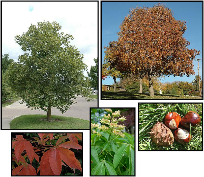 Autumn Splendor Buckeye 2.5"