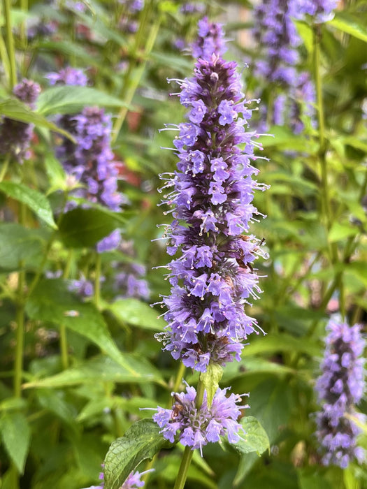 Agastache-Blue Fortune - G1