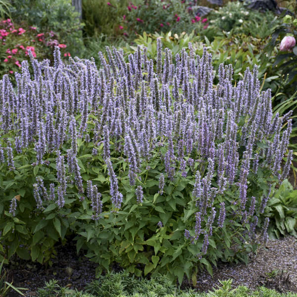 Agastache-Blue Fortune - G1