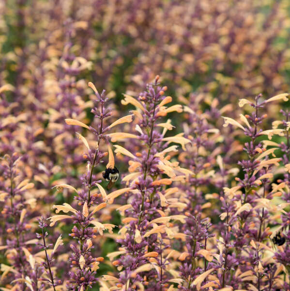 Agastache-Queen Nectarine - G1