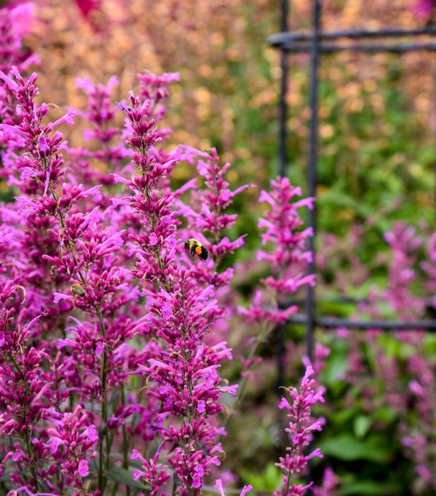 Agastache-Royal Raspberry - G1