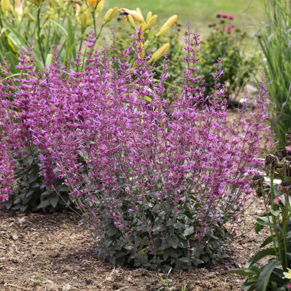 Agastache-Royal Raspberry - G1