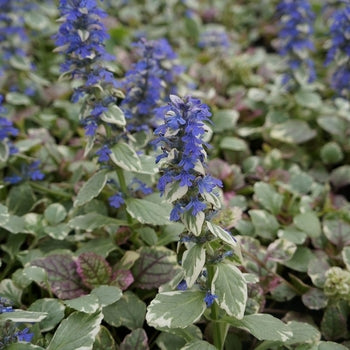 Ajuga-Burgundy Glow - G1