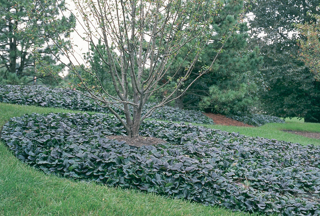 Ajuga-Catlin's Giant - 4.5"