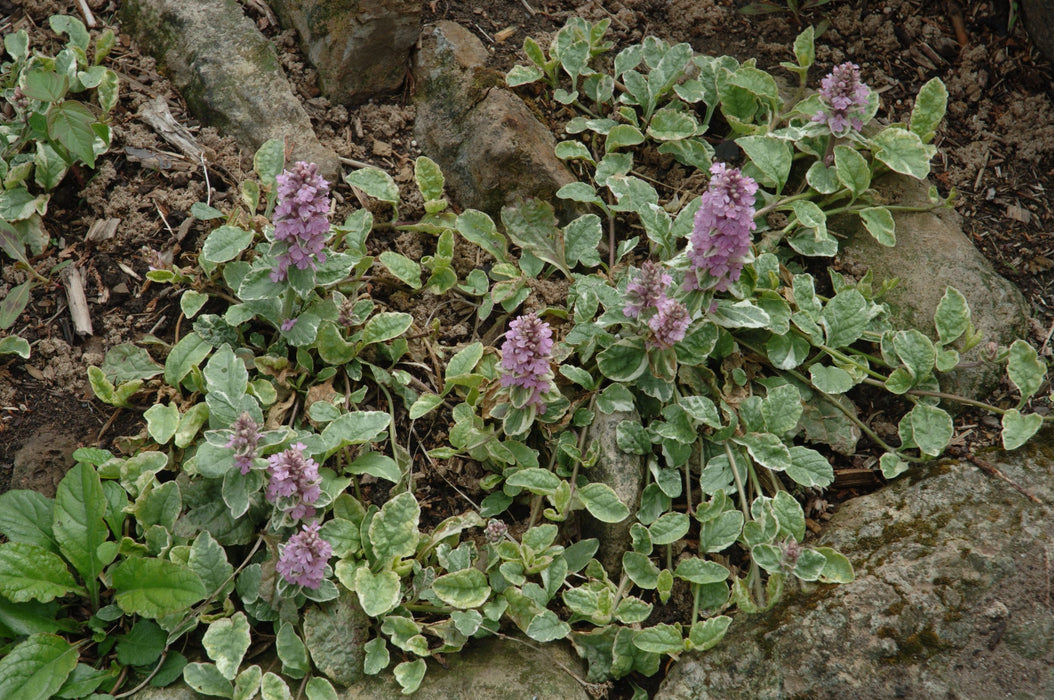 Ajuga-Pink Lightning - 4.5"