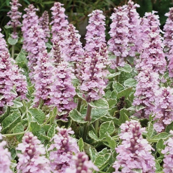Ajuga-Pink Lightning - 4.5"