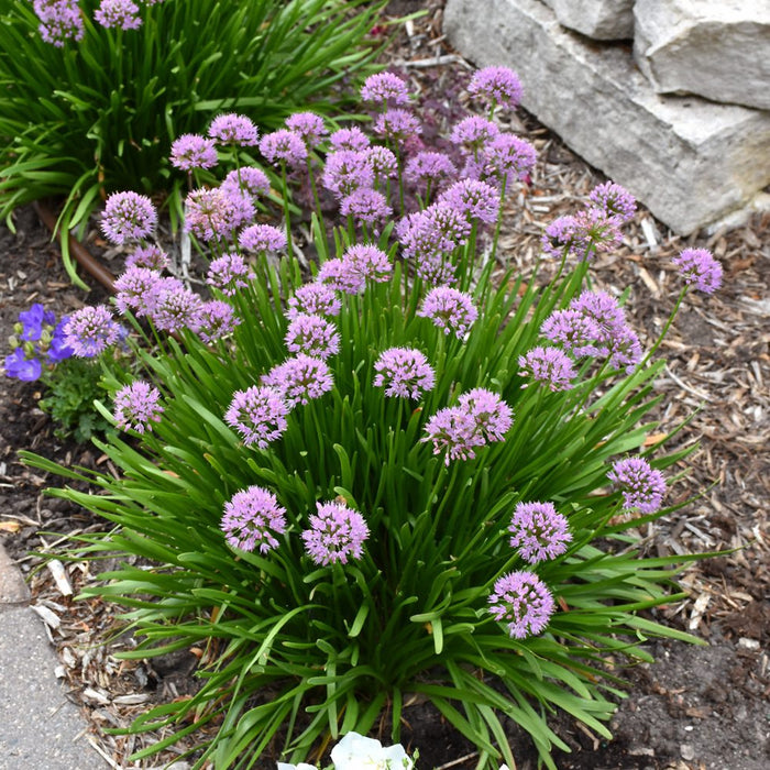 Allium-Summer Beauty - G1