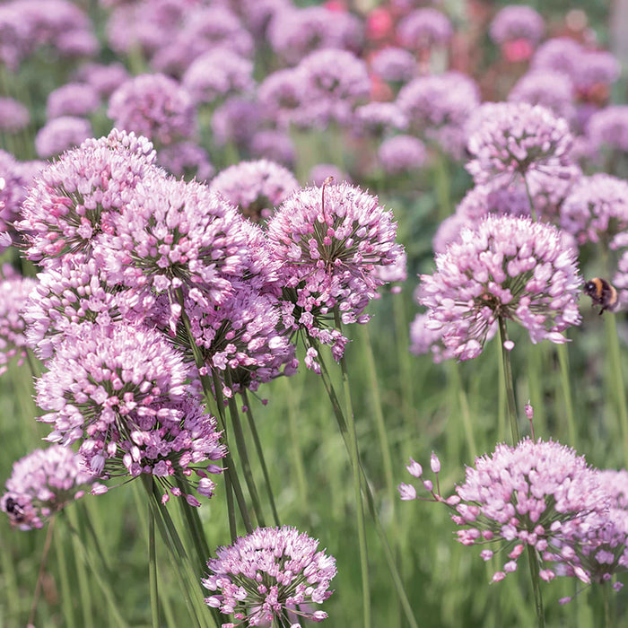 Allium-Summer Beauty - G1