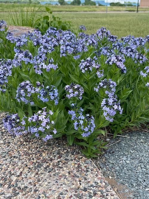 Amsonia-Blue Ice - G1