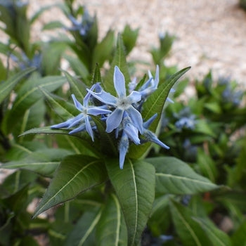 Amsonia-Blue Ice - G1