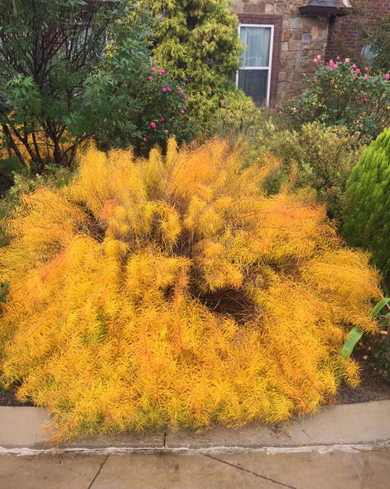 Amsonia-Butterscotch - G1