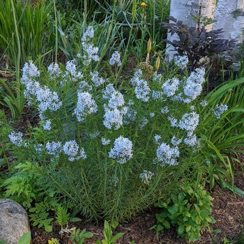 Amsonia-Butterscotch - G1