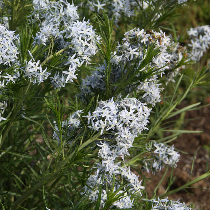 Amsonia-Butterscotch - G1