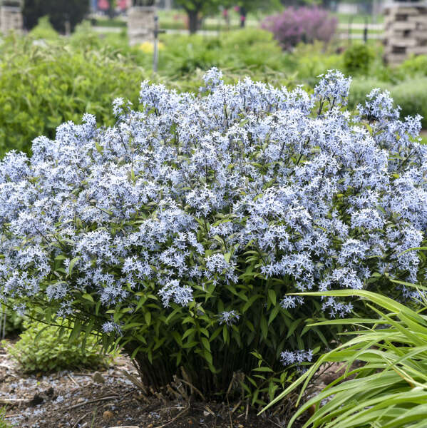 Amsonia-Storm Cloud - G1