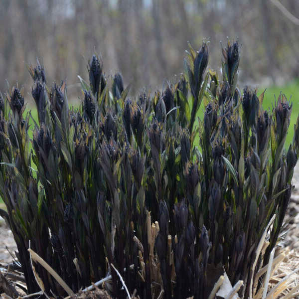 Amsonia-Storm Cloud - G1