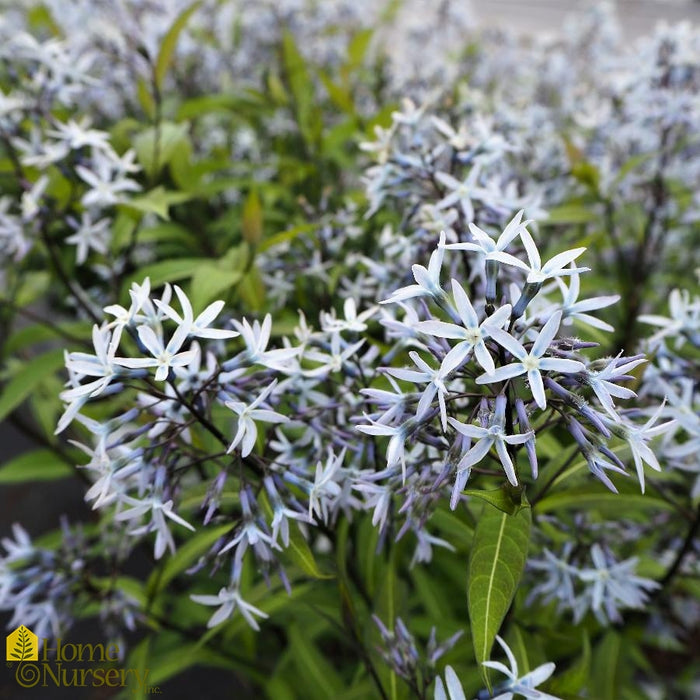 Amsonia-Storm Cloud - G1