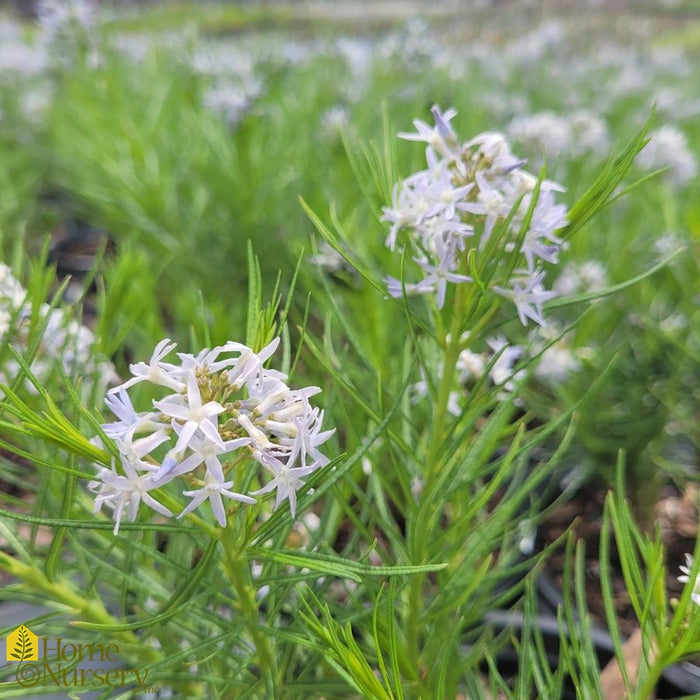 Amsonia-String Theory - G1