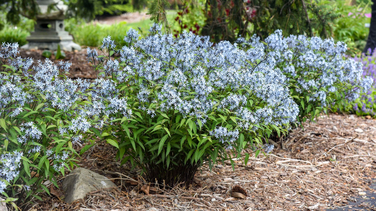 Amsonia-String Theory - G1