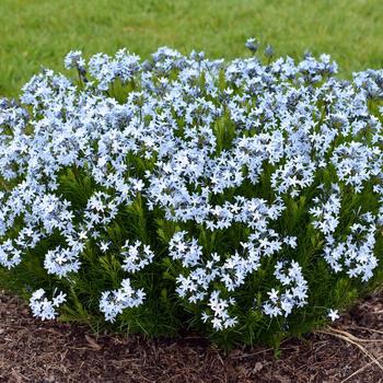 Amsonia-Verdant Venture - G1