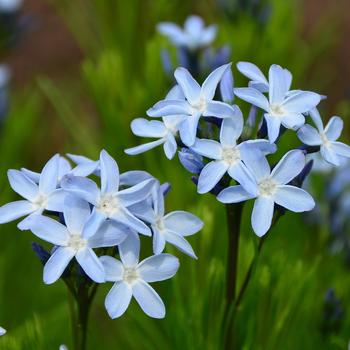 Amsonia-Verdant Venture - G1