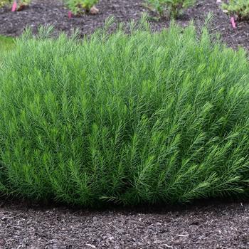 Amsonia-Verdant Venture - G1